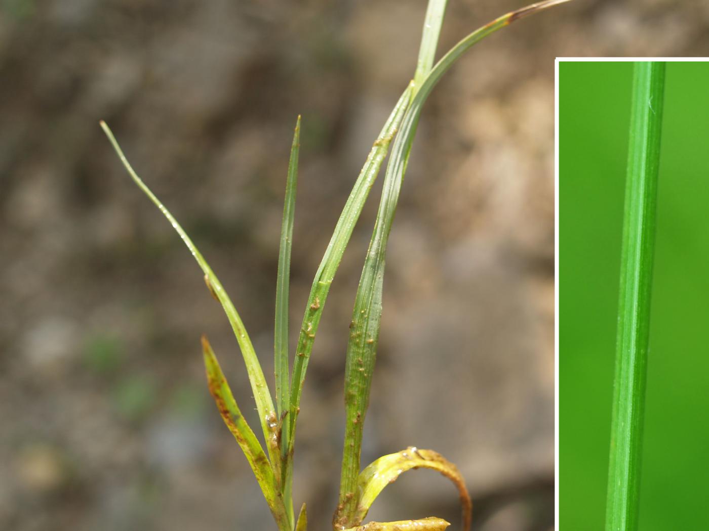 Sedge, Bladder leaf